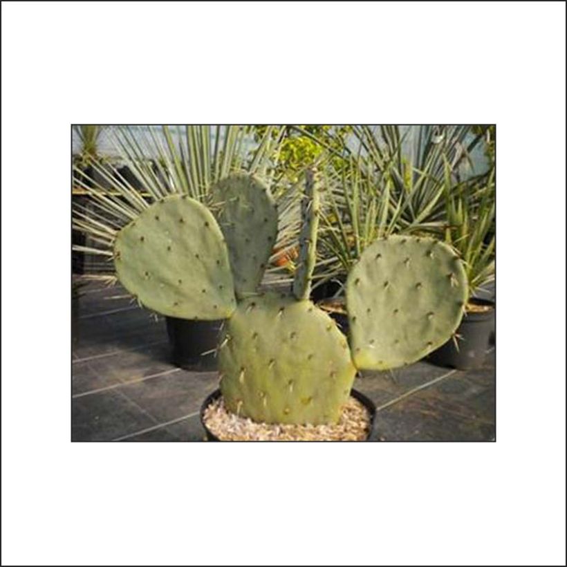 Opuntia gregoriana - Oponce (Foliage)