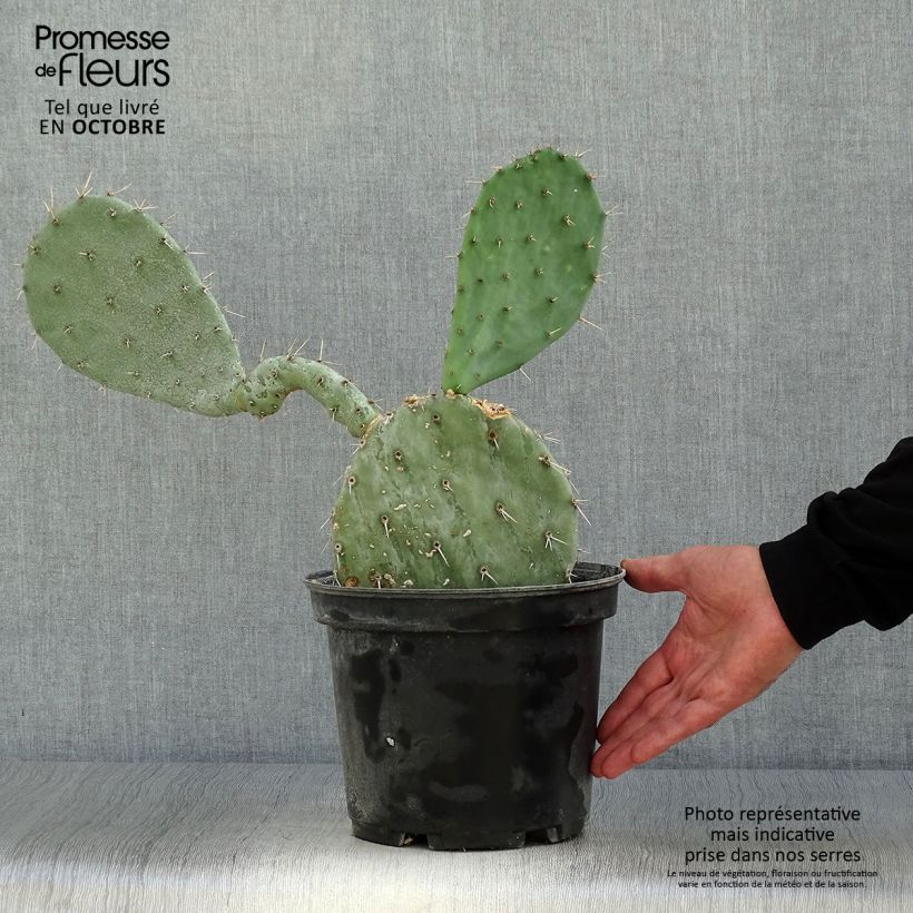Example of Opuntia gregoriana - Oponce Pot de 4L/5L as you get in automne