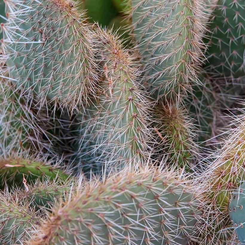 Opuntia leucotricha - Cactus raquette (Foliage)