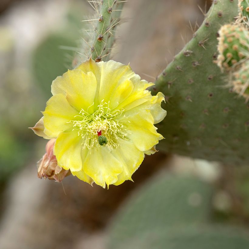 Opuntia leucotricha - Cactus raquette (Flowering)