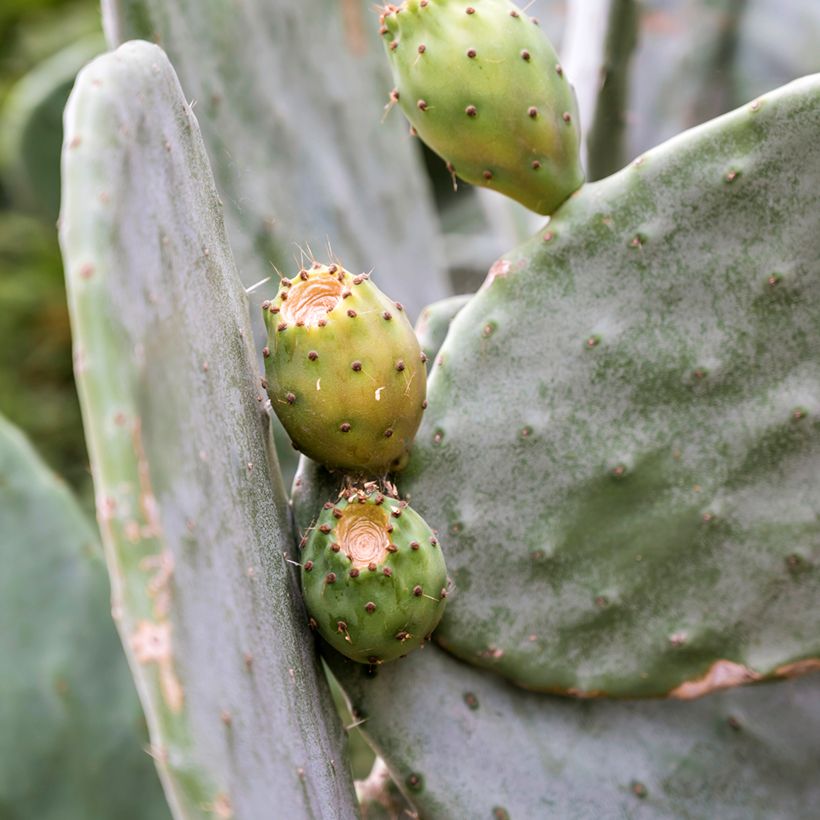 Opuntia leucotricha - Cactus raquette (Harvest)
