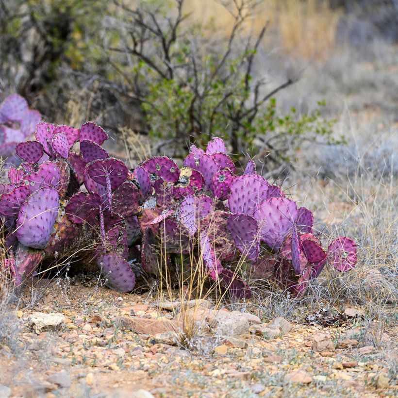 Opuntia macrocentra - Cactus raquette (Plant habit)