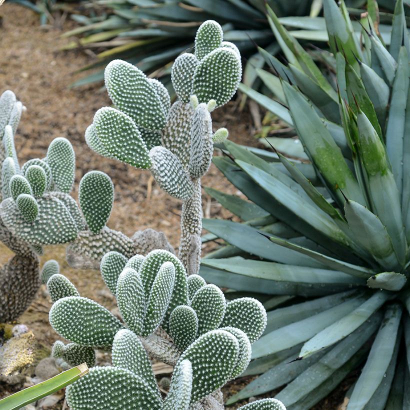 Opuntia microdasys var. albispina - Cactus raquette (Plant habit)
