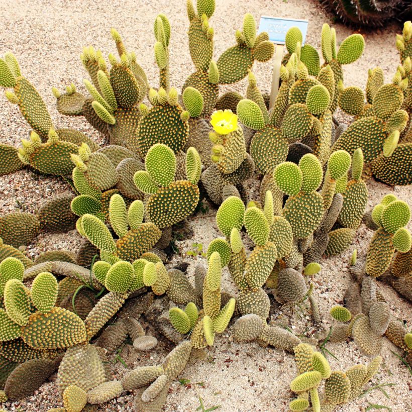 Opuntia microdasys var. pallida - Cactus raquette (Plant habit)