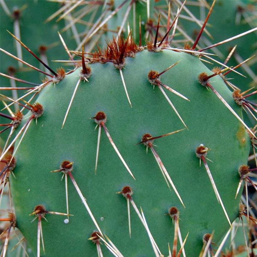 Opuntia phaeacantha Mojavensis - Oponce (Foliage)