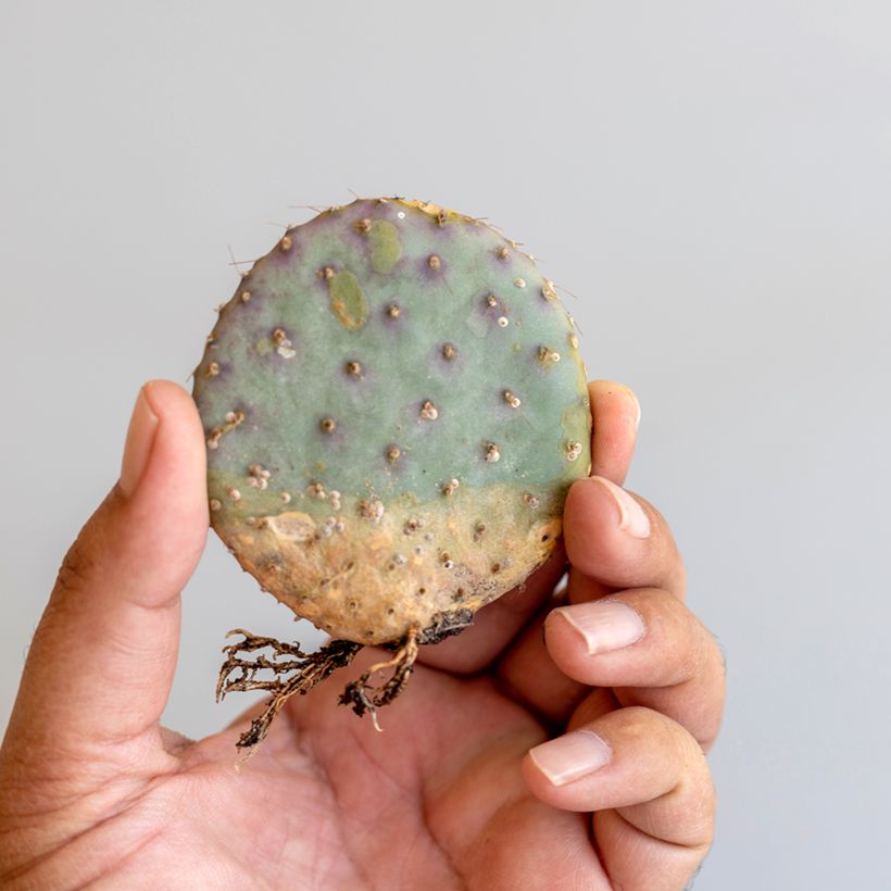 Opuntia santa-rita - Cactus raquette (Foliage)