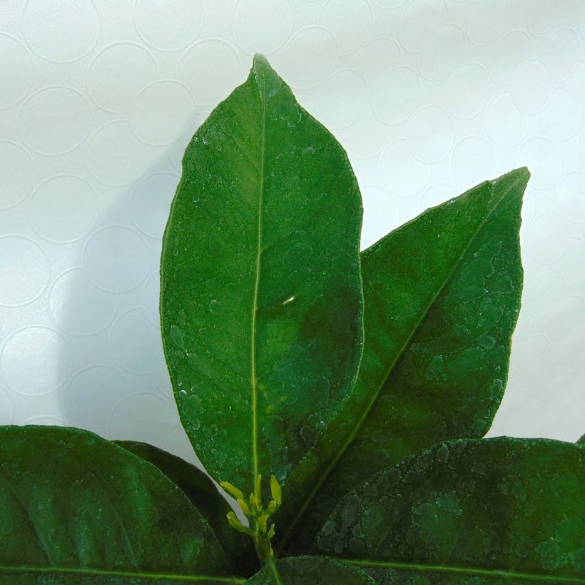 Oranger - Citrus sinensis (Foliage)