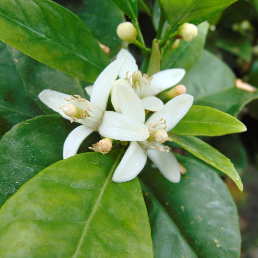 Oranger - Citrus sinensis (Flowering)