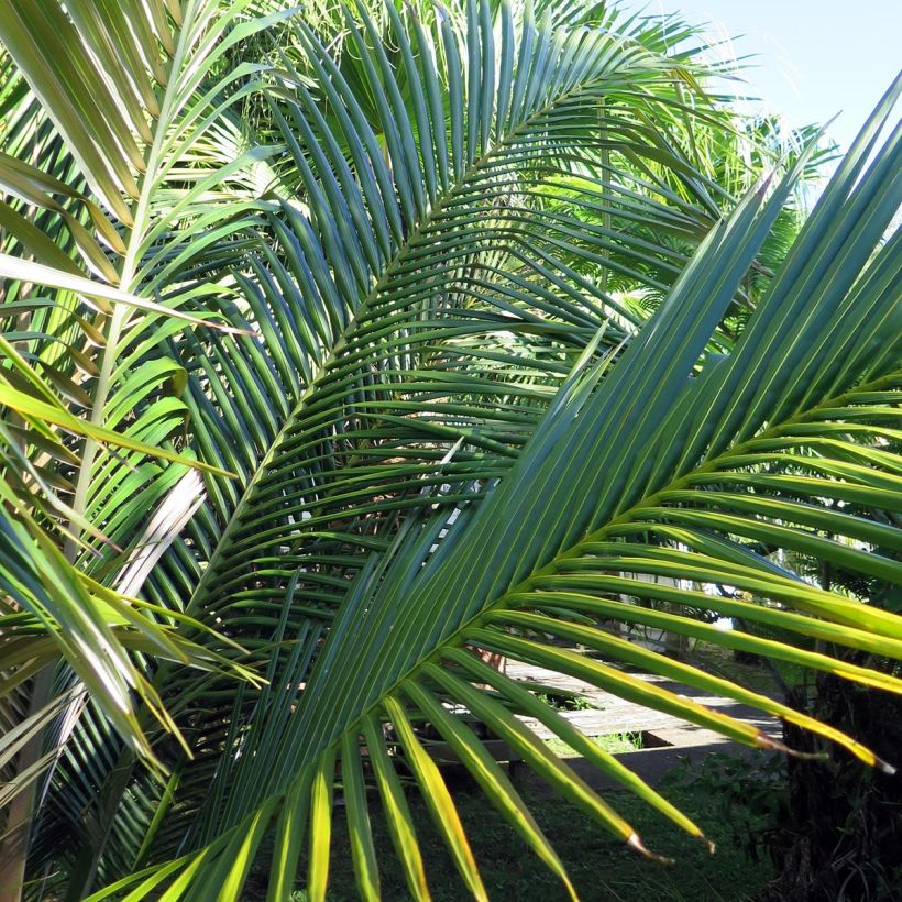 Oraniopsis appendiculata - Palmier (Foliage)