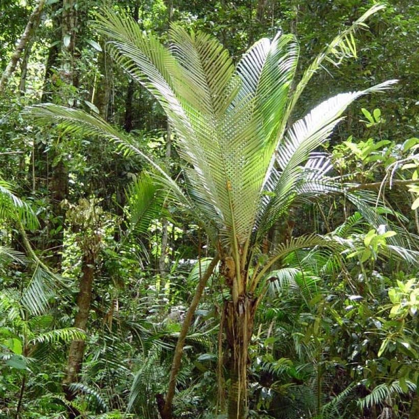 Oraniopsis appendiculata - Palmier (Plant habit)