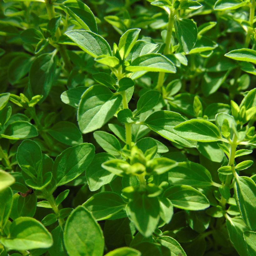 Origan - Origanum vulgare Compactum (Foliage)