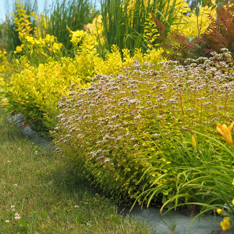 Origan doré - Origanum vulgare Aureum (Plant habit)