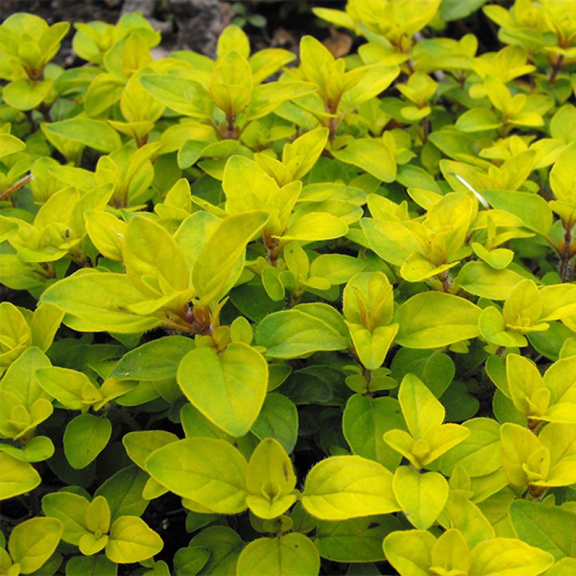 Origan doré Norton Gold - Origanum vulgare (Foliage)