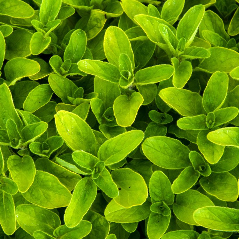 Origanum vulgare Thumbles Variety - Origan commun doré (Foliage)