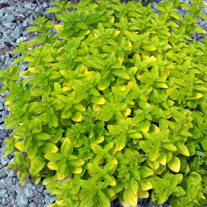 Origanum vulgare Thumbles Variety - Origan commun doré (Plant habit)