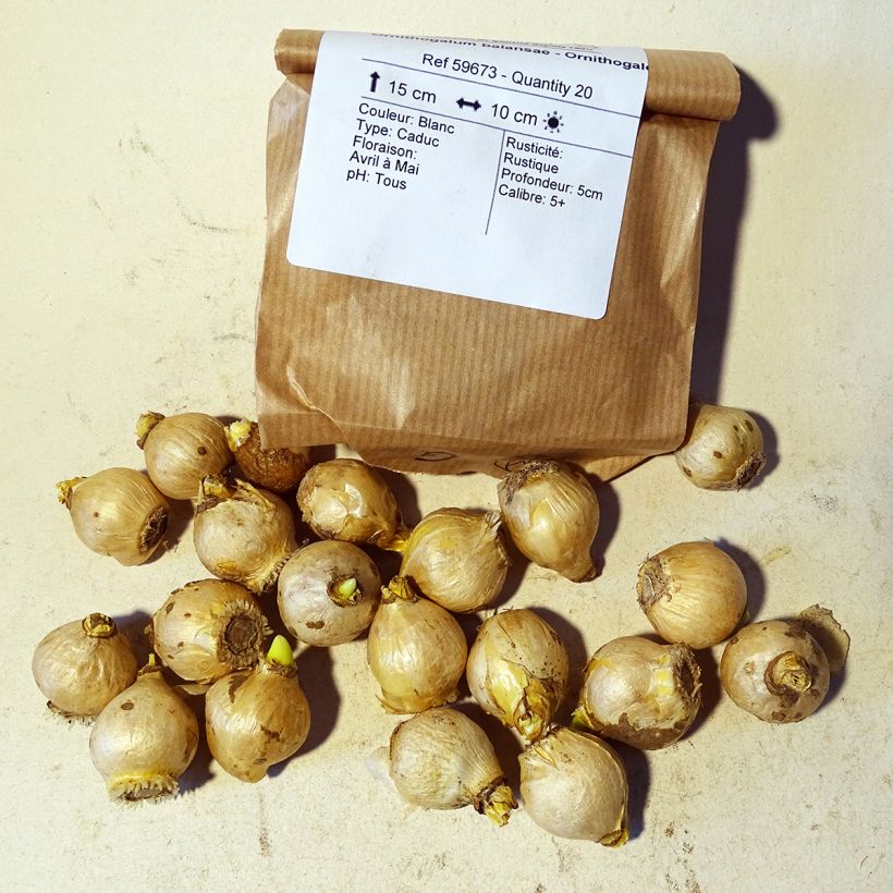 Example of Ornithogalum balansae - Ornithogale Bulbe size 6+ as you get