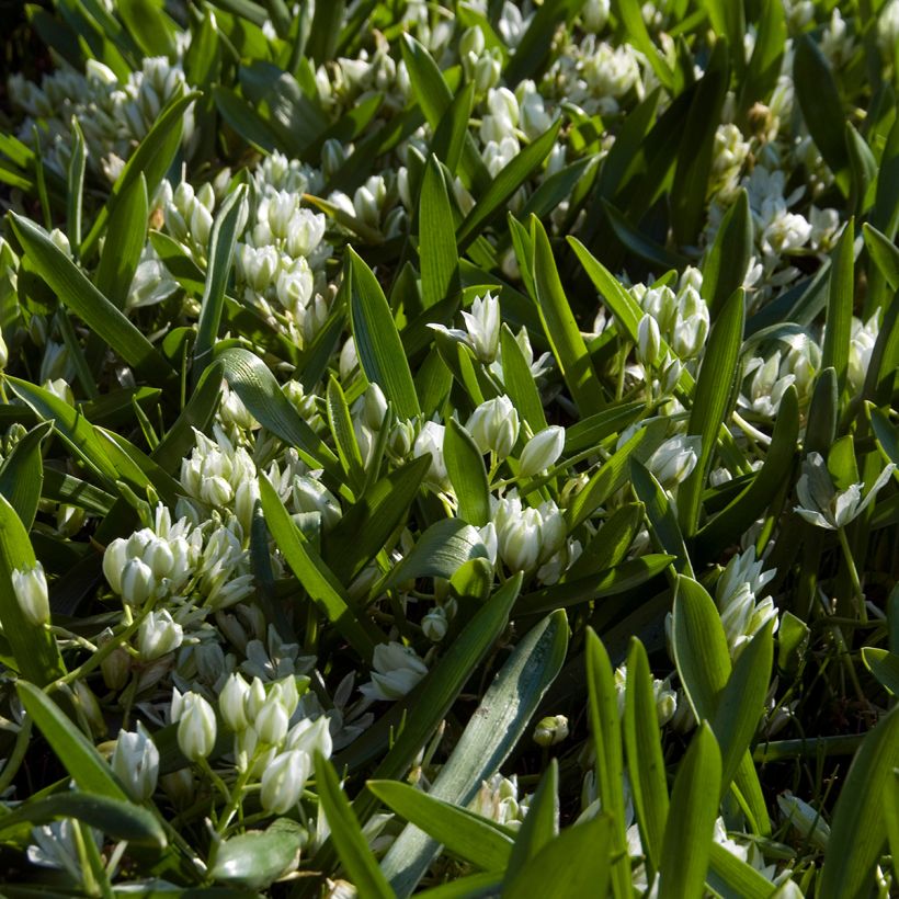 Ornithogalum balansae - Ornithogale (Plant habit)