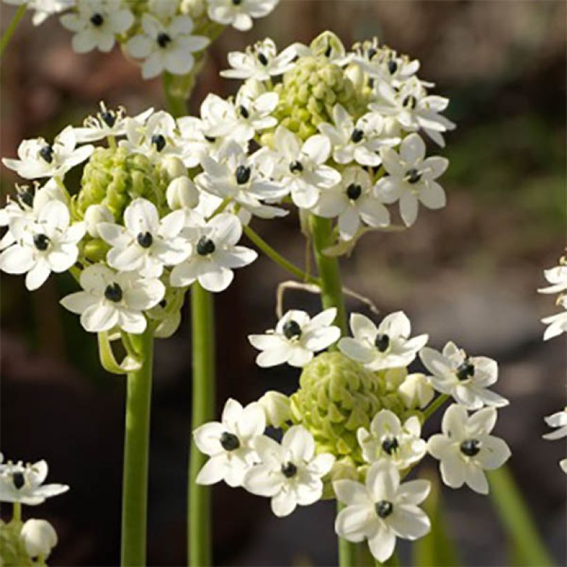 Ornithogale saundersiae - Etoile de Bethléem (Flowering)