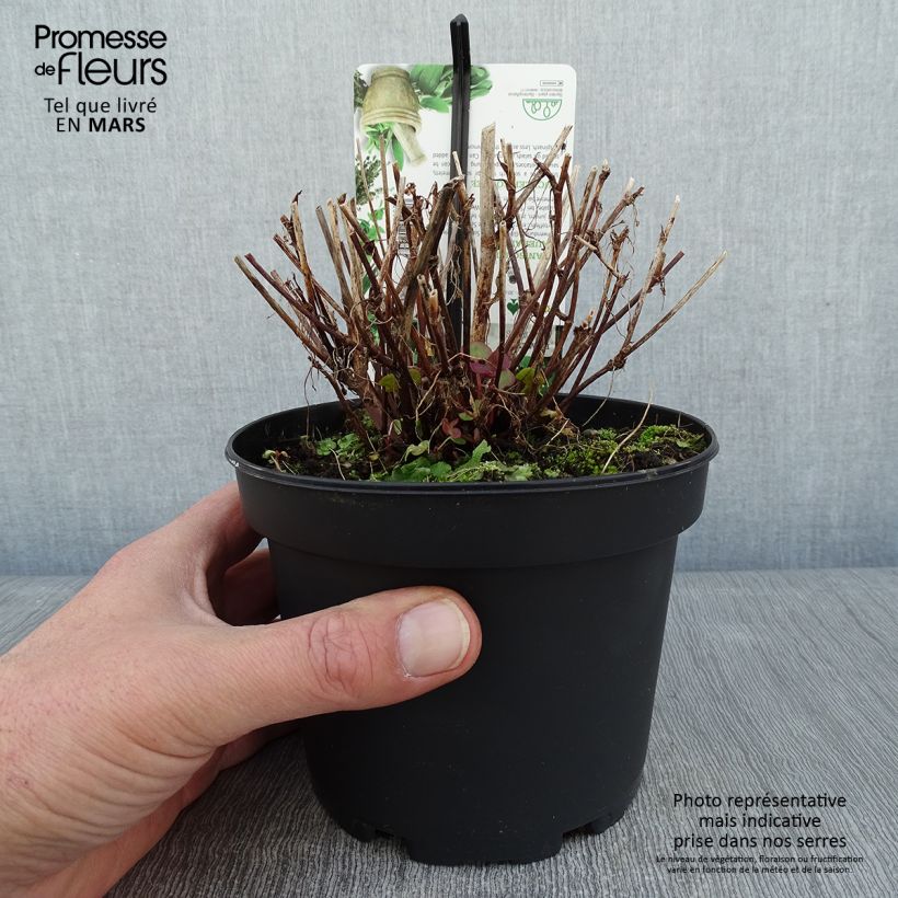 Example of Oseille douce - Rumex scutatus en plants Pot de 1,5L/2L as you get in hiver