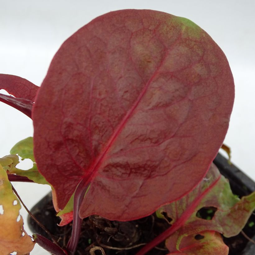 Oseille pourpre BIO - Rumex purpurea (Foliage)