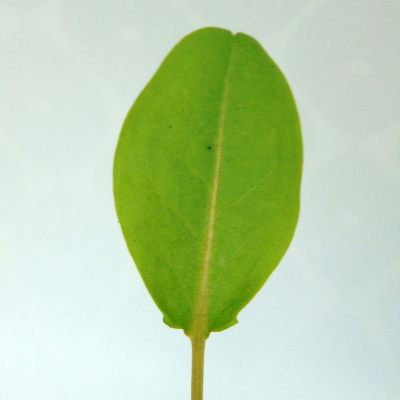 Oseille vierge - Rumex arifolius (Foliage)