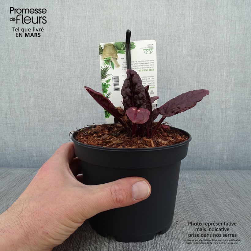 Example of Oseille vierge rouge - Rumex arifolius Ruber Pot de 1,5L/2L as you get in hiver