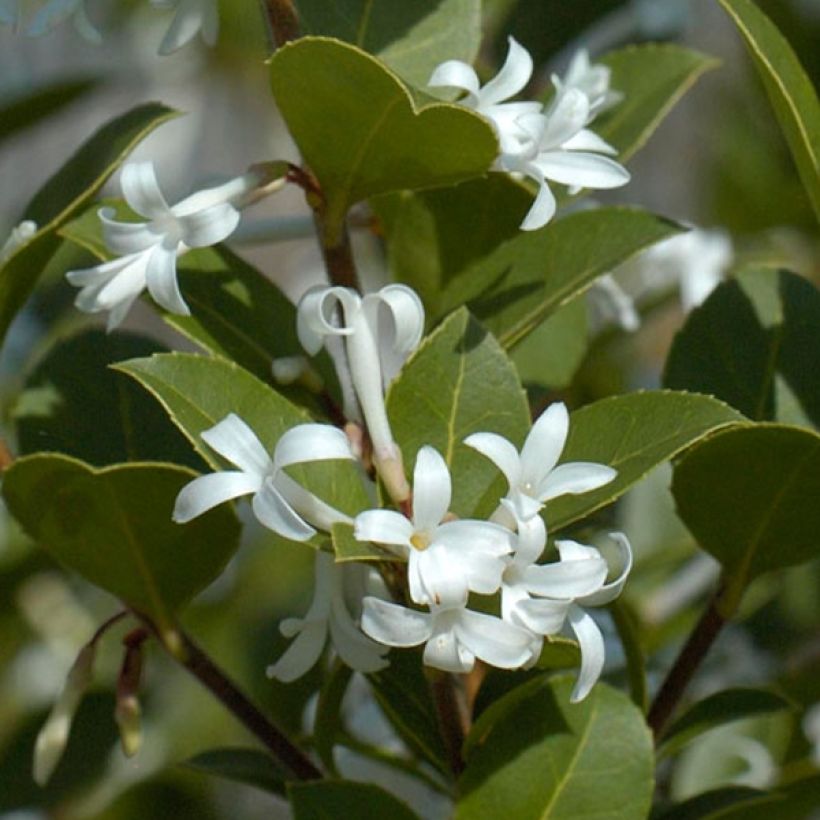 Osmanthus Heaven Scent - Osmanthe (Foliage)
