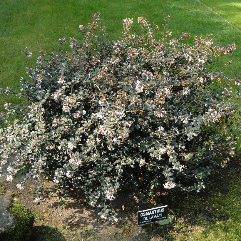 Osmanthus Heaven Scent - Osmanthe (Plant habit)