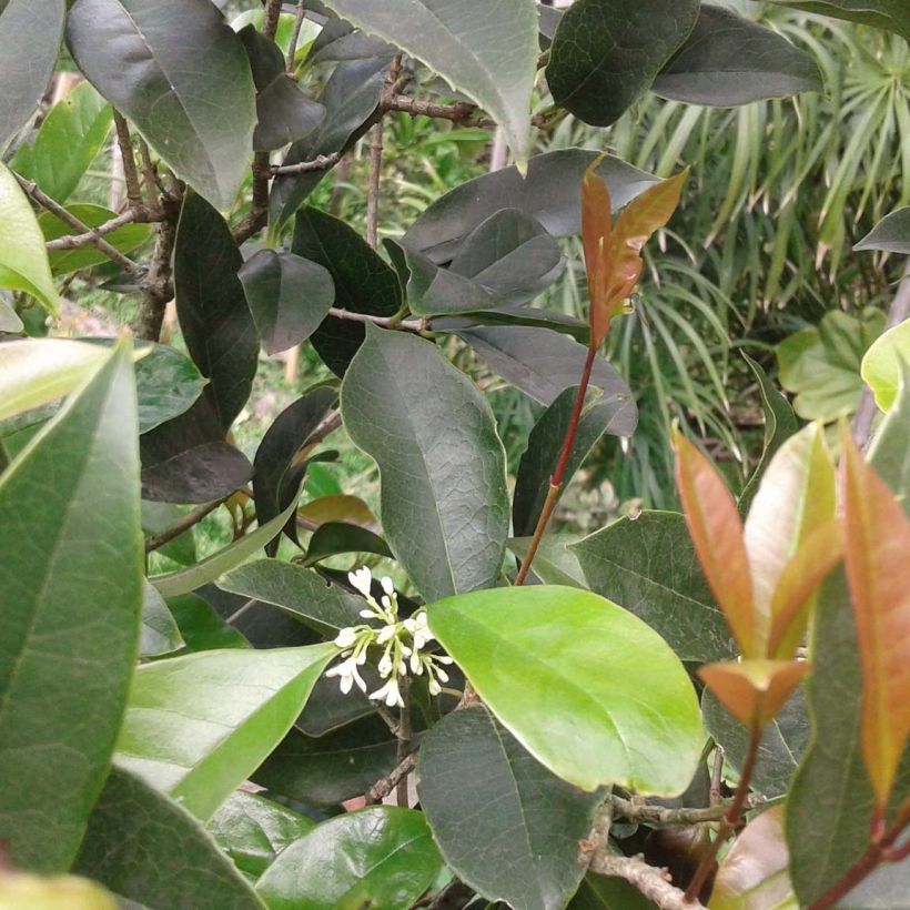 Osmanthus fragans - Osmanthe parfumé  (Foliage)