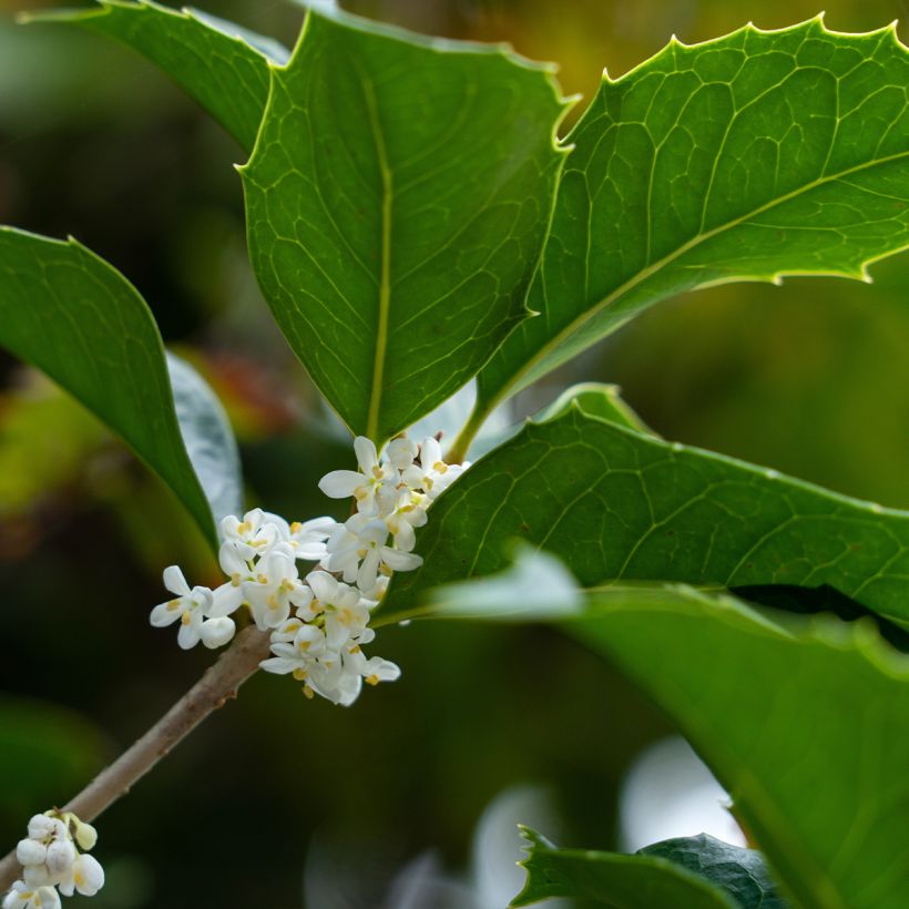 Osmanthus heterophyllus - Osmanthe à feuilles de houx (Flowering)