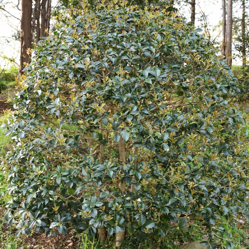 Osmanthus heterophyllus - Osmanthe à feuilles de houx (Plant habit)