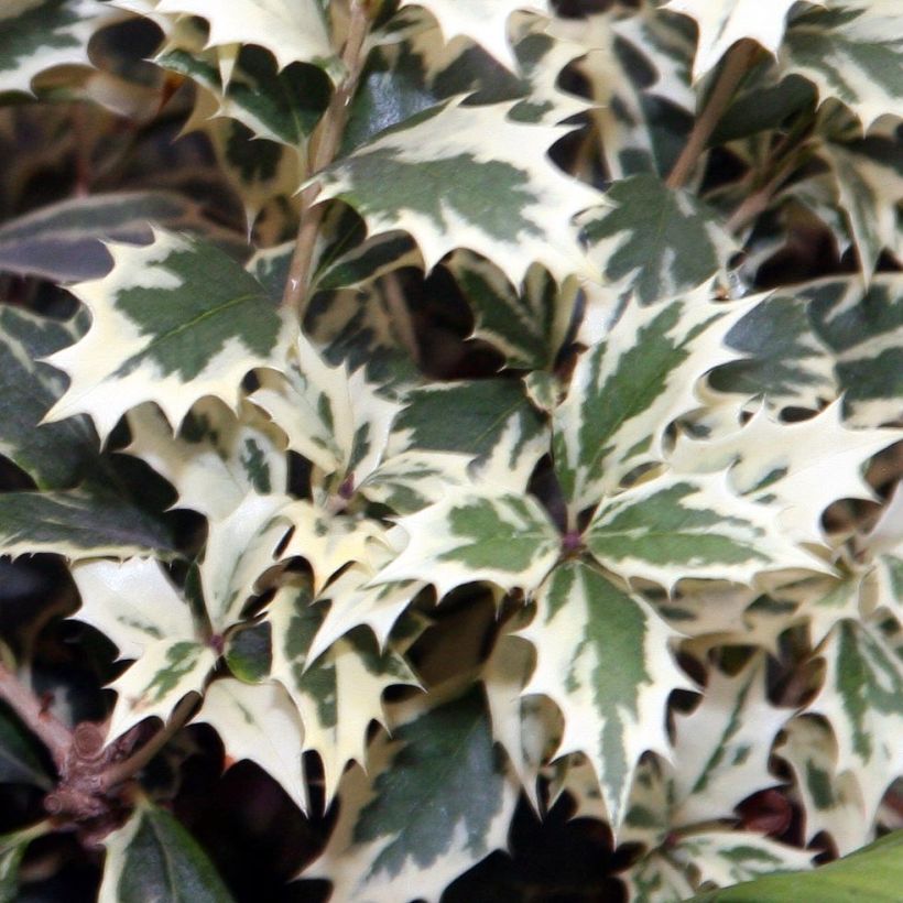 Osmanthus heterophyllus Variegatus - Osmanthe panaché (Foliage)