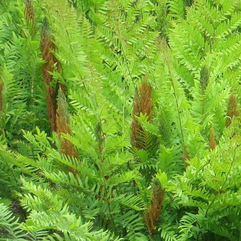 Osmunda regalis Purpurascens - Osmonde royale, fougère (Flowering)