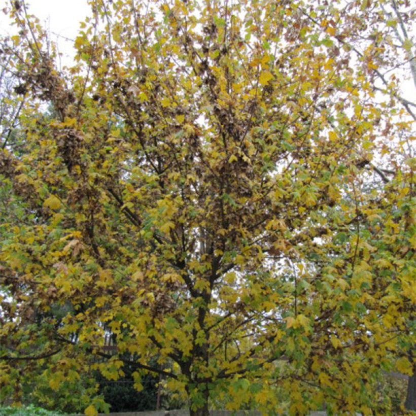 Charme houblon - Ostrya carpinifolia (Plant habit)