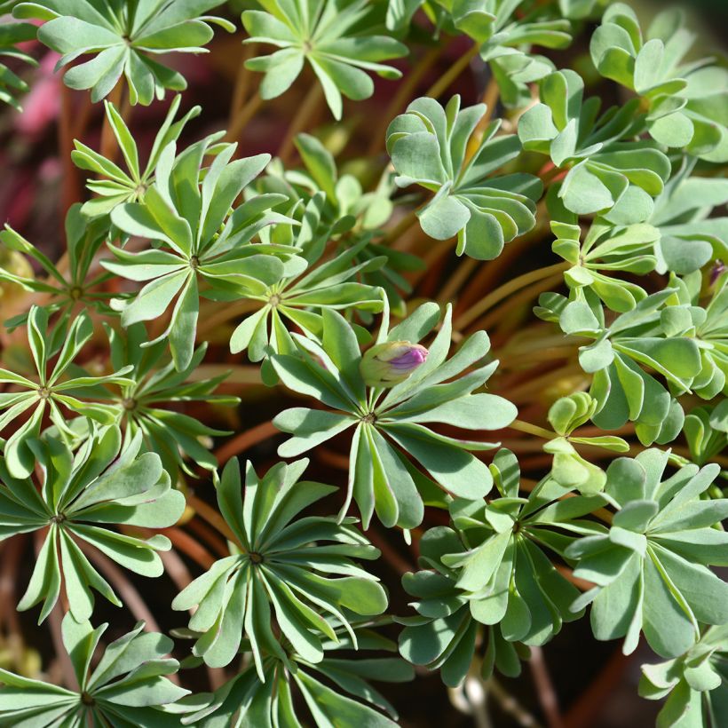 Oxalis adenophylla (Foliage)