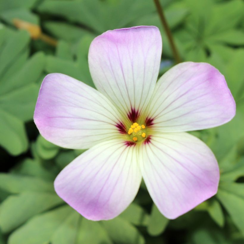 Oxalis adenophylla (Flowering)