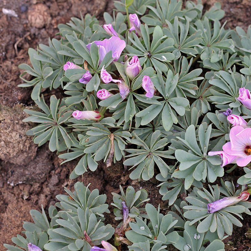 Oxalis adenophylla (Plant habit)