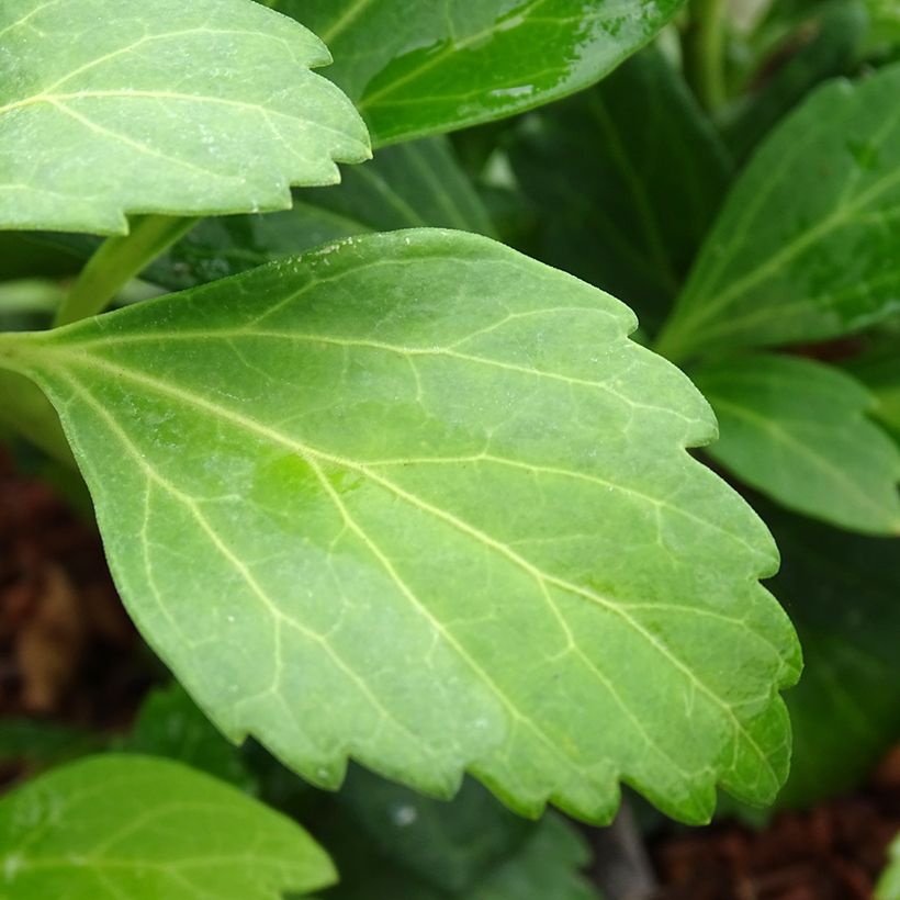 Pachysandra terminalis Green Carpet (Foliage)