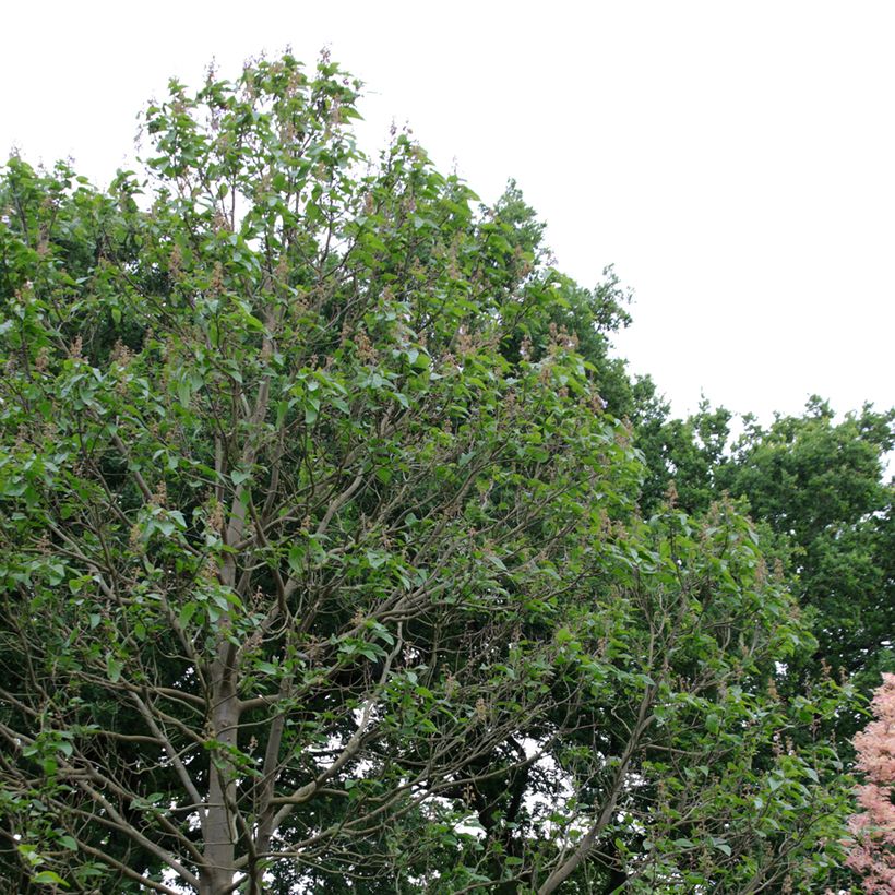 Paulownia fortunei Fast Blue (Plant habit)