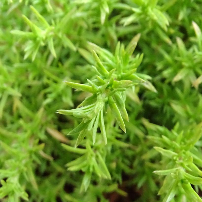 Phlox douglasii Lilac Cloud - Phlox mousse (Foliage)