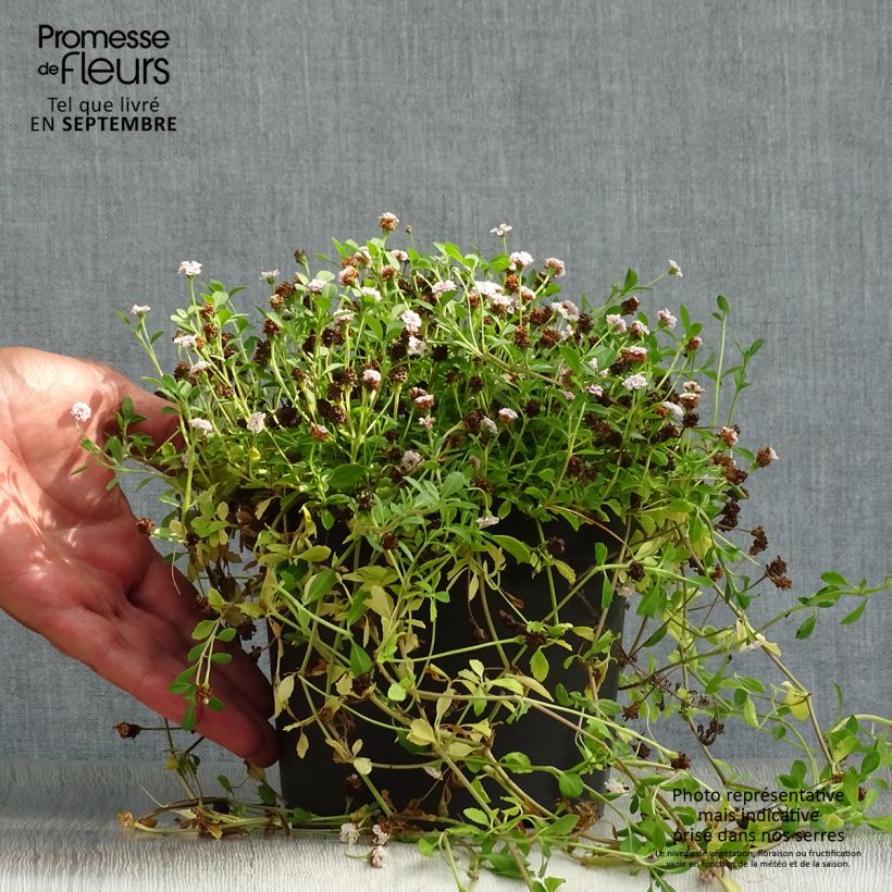Example of Phyla ou Lippia nodiflora - Verveine nodulaire Pot de 2L/3L as you get in automne