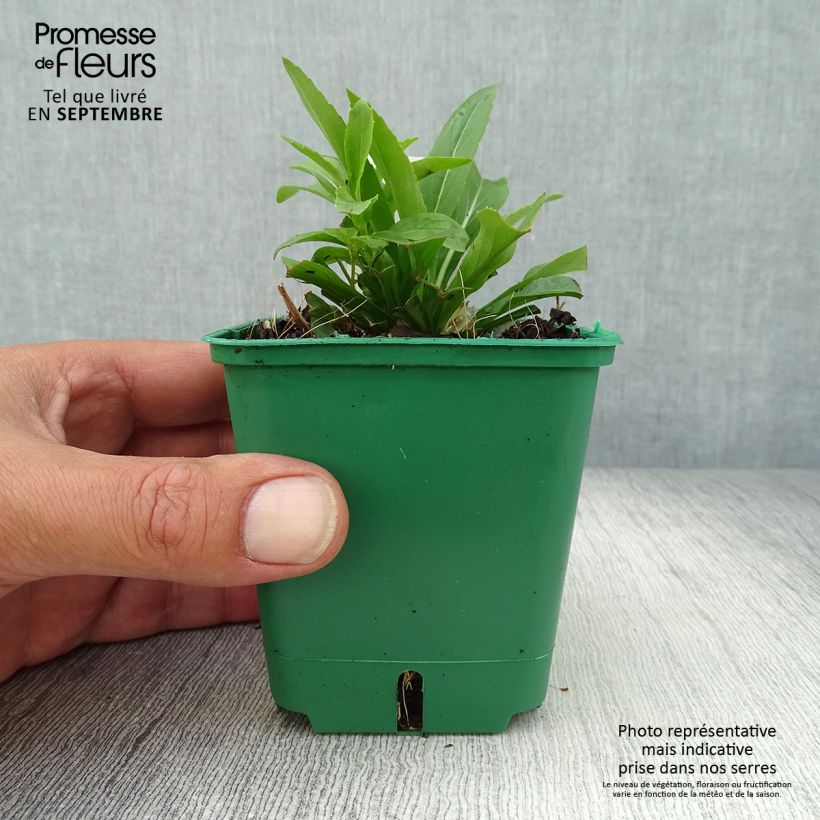 Example of Physostegia virginiana Alba - Cataleptique blanche Godet de 8/9 cm as you get in automne