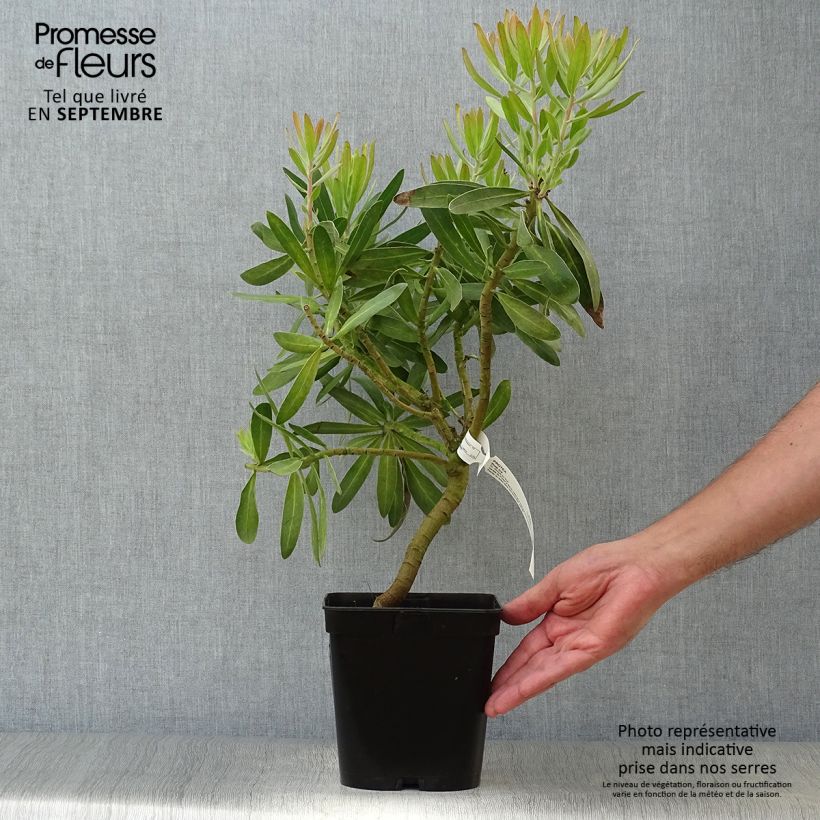 Example of Protea Pink Ice - Protée hybride Pot de 4L/5L as you get in automne