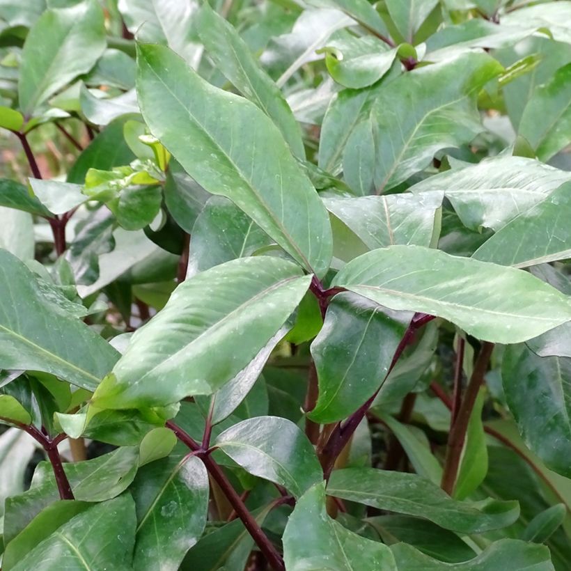 Pseudopanax laetus  (Foliage)