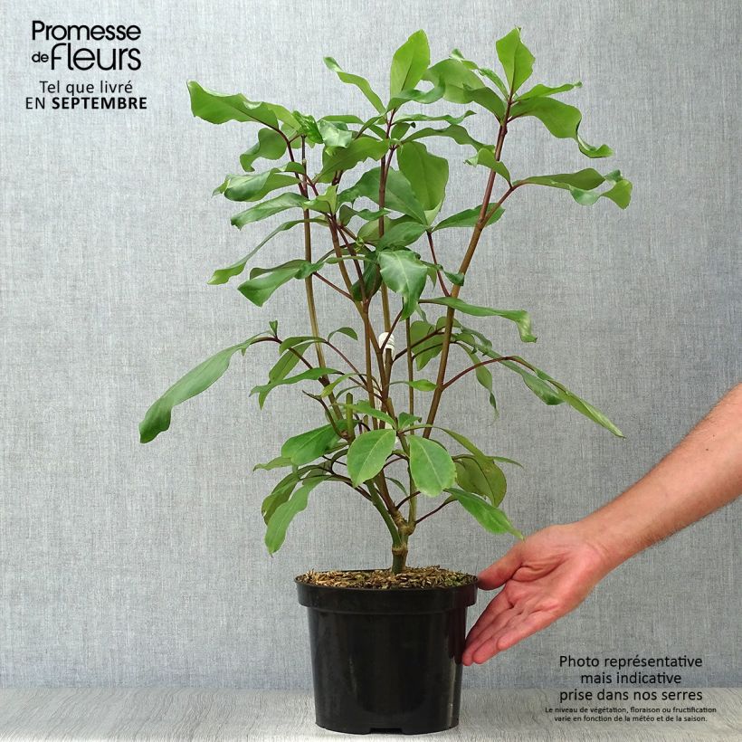 Example of Pseudopanax laetus  Pot de 3L/4L as you get in automne