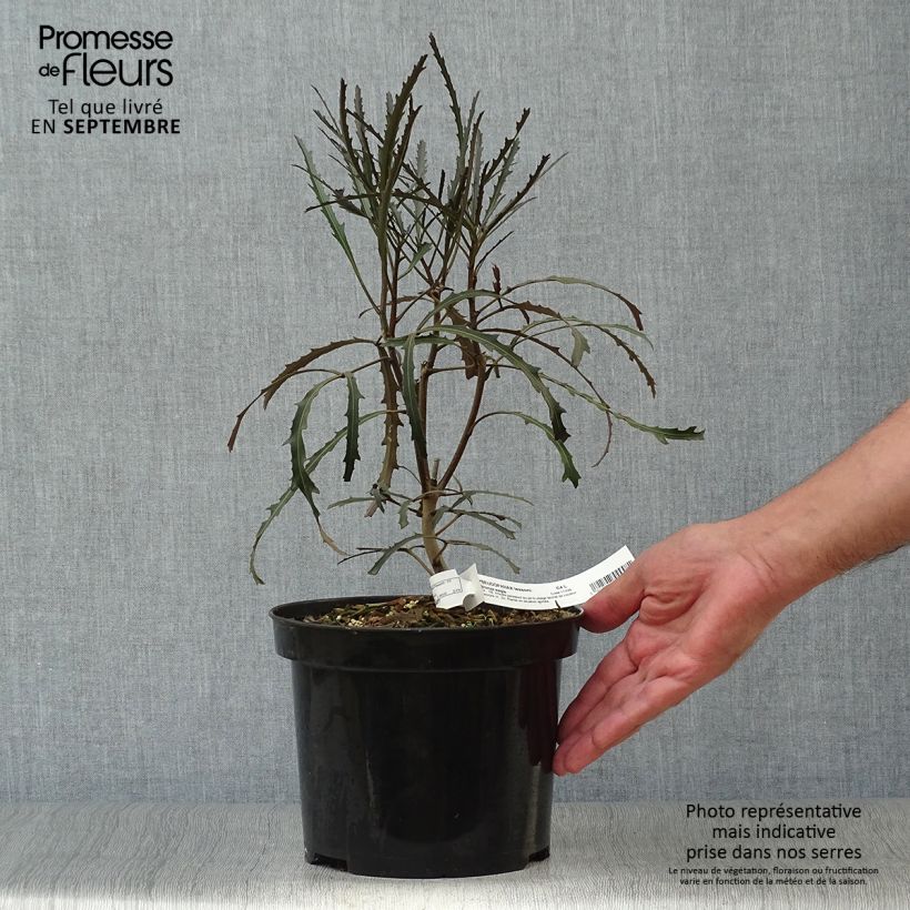 Example of Pseudopanax Bronze Eagle Pot de 3L/4L as you get in automne