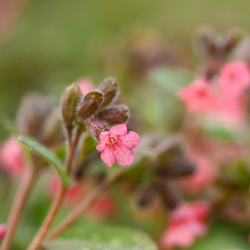 Pulmonaria saccharata Dora Bielefeld (Flowering)