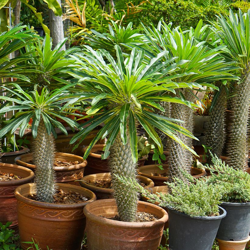 Pachypodium lamerei - Palmier de Madagascar (Plant habit)