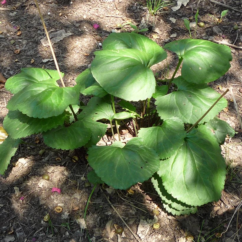 Packera aurea - Séneçon doré, séneçon jacobée (Foliage)