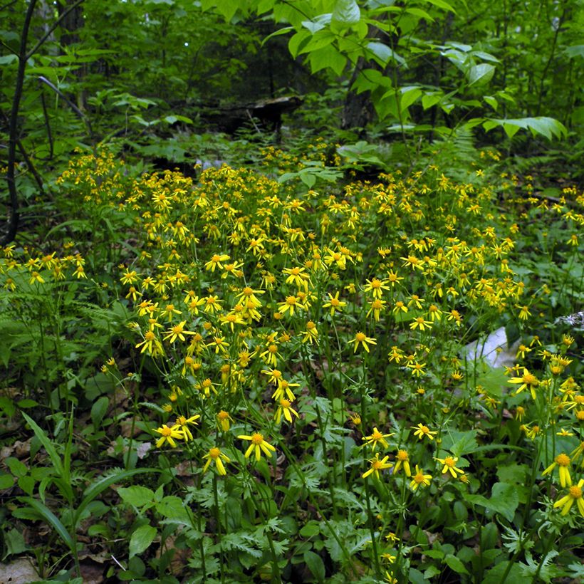 Packera aurea - Séneçon doré, séneçon jacobée (Plant habit)